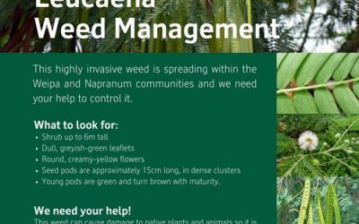 PUBLIC NOTICE – LEUCAENA Weed Identification
